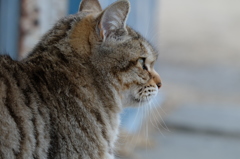 近所の野良猫4