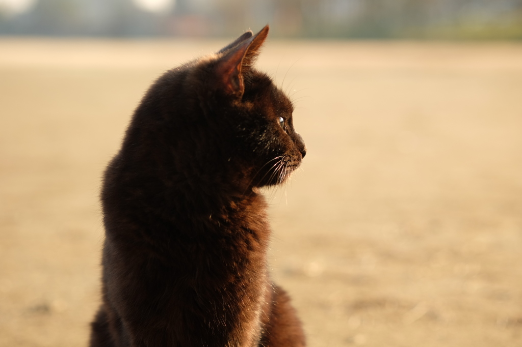 近所の野良猫15