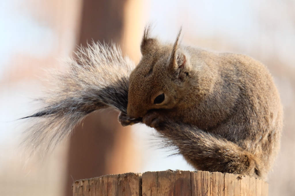 井の頭自然文化園のニホンリス8 毛づくろいする