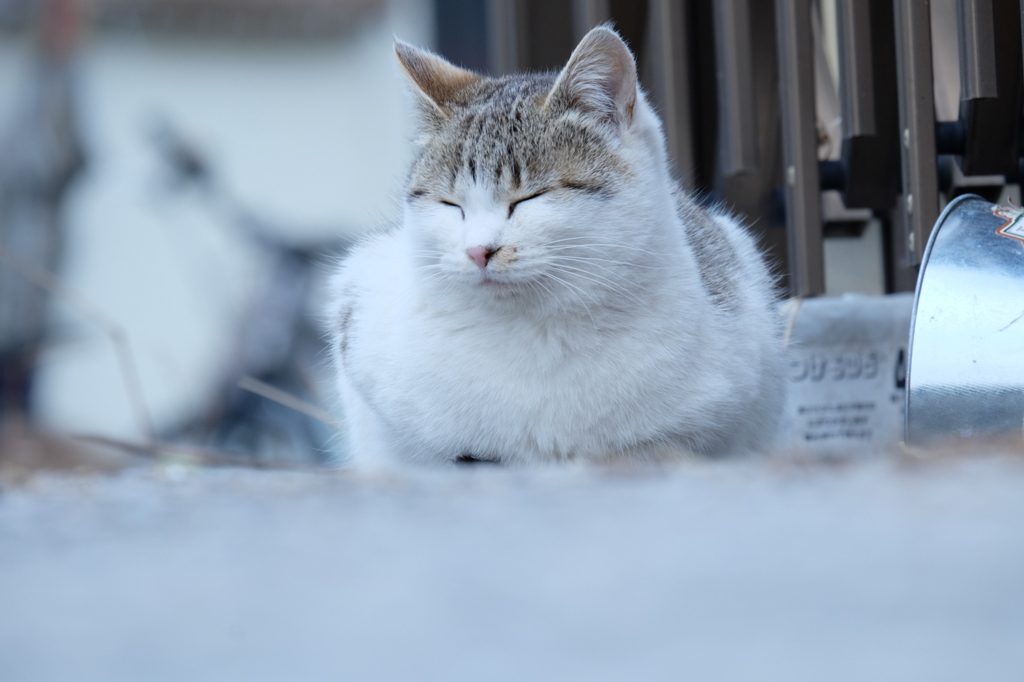 近所の野良猫7