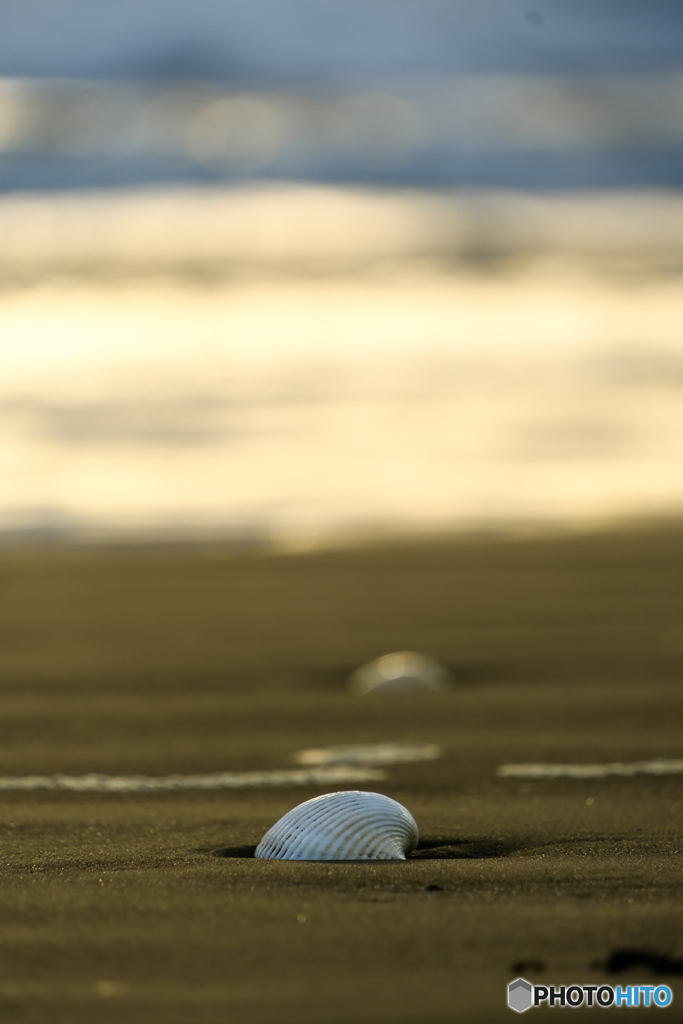 九十九里浜の貝殻