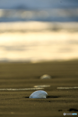 九十九里浜の貝殻