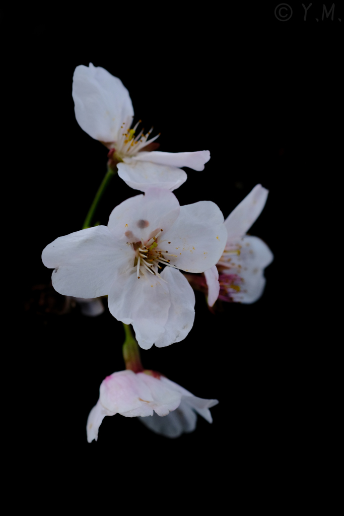 雨の日の桜
