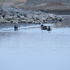元荒川の鳥3　泳ぐカモをローアングルで