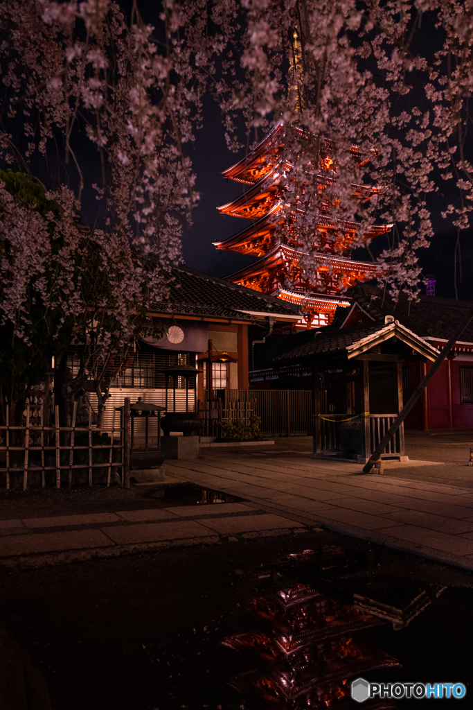 夜桜の向こうの五重塔
