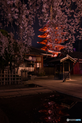 夜桜の向こうの五重塔
