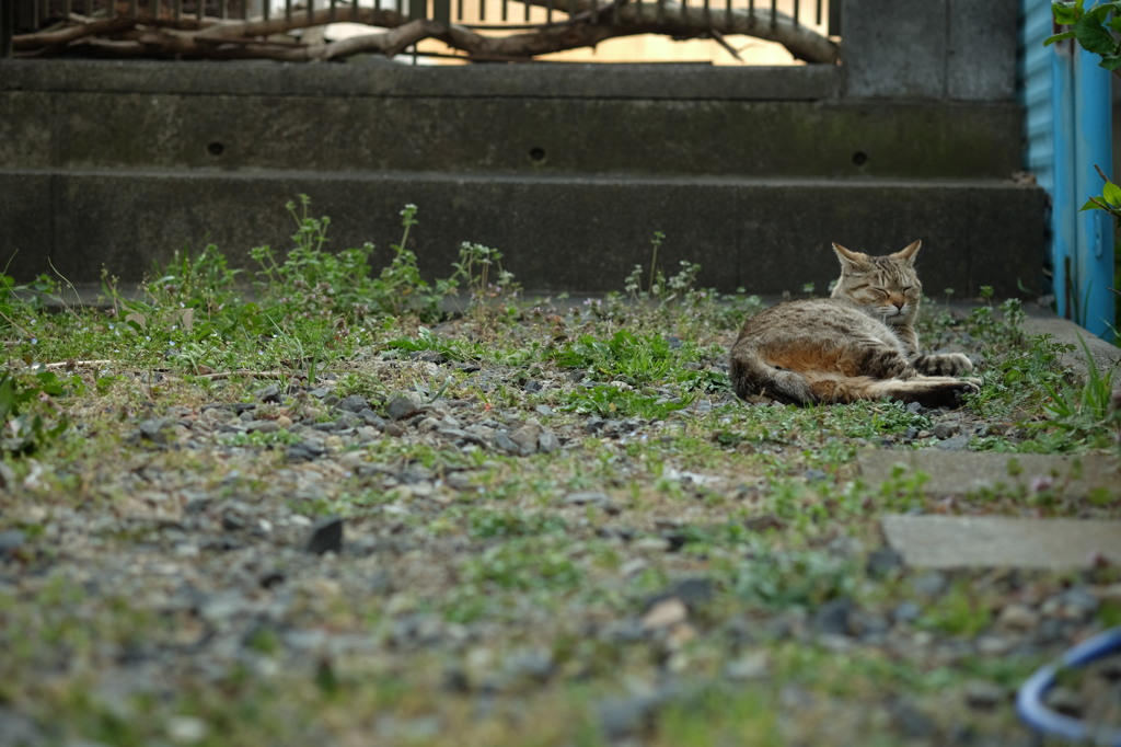 近所の野良猫38