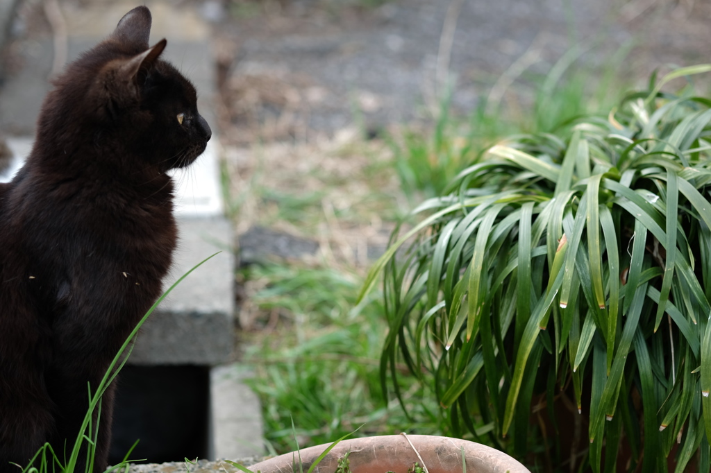 近所の野良猫31　草を見つめる