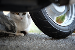 近所の野良猫13