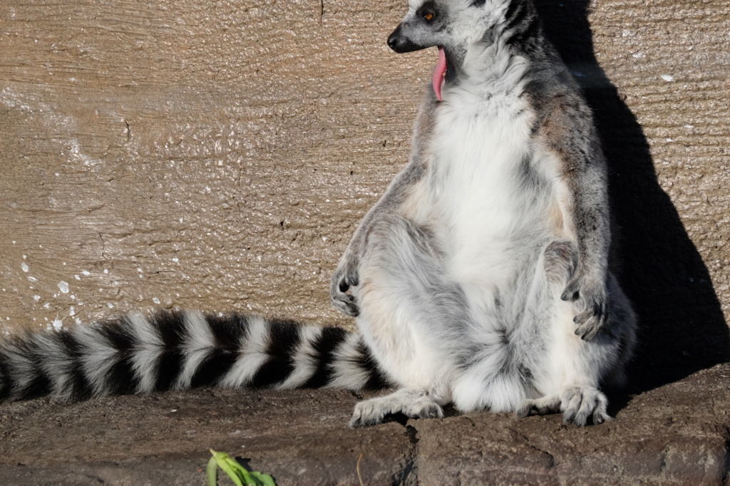1月の上野動物園 舌を出すキツネザル