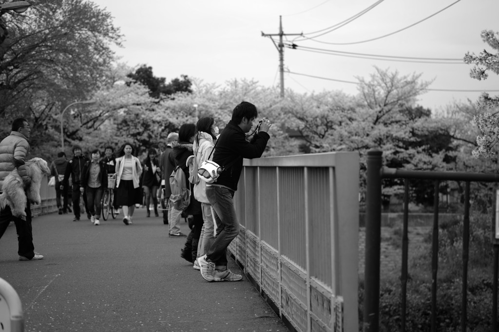 鉄橋から桜並木を見る人たち