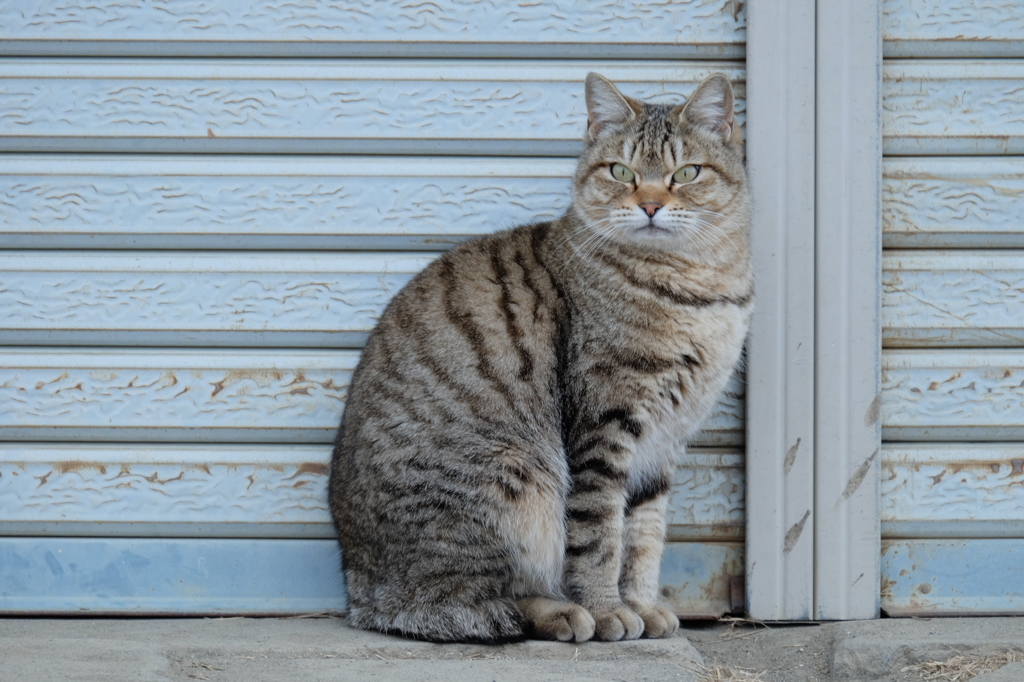 近所の野良猫3