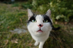 日暮れの団地　カメラに興味を示す猫