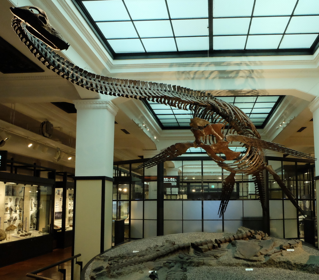 国立科学博物館7恐竜の化石2