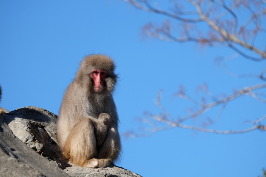 1月の上野動物園 座るニホンザル