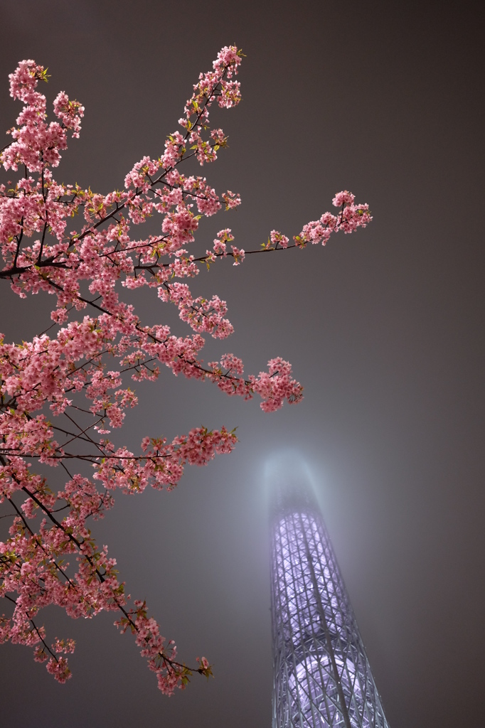 東京スカイツリー20 河津桜と雲隠れしたスカイツリー