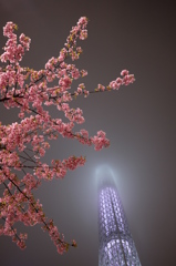 東京スカイツリー20 河津桜と雲隠れしたスカイツリー