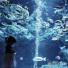 水族館を楽しむ娘