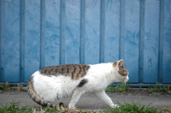 近所の野良猫32 歩く