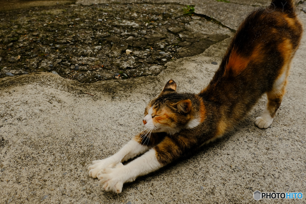 伸びをする猫