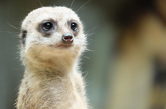 上野動物園10