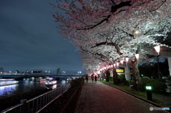 墨田川の夜桜