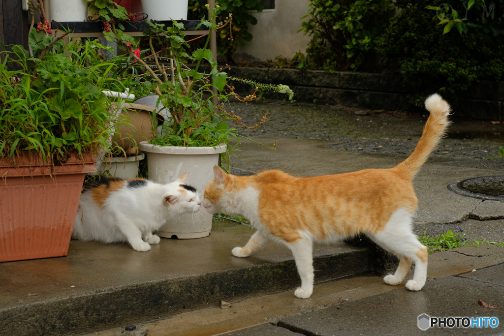 雨の日の猫2