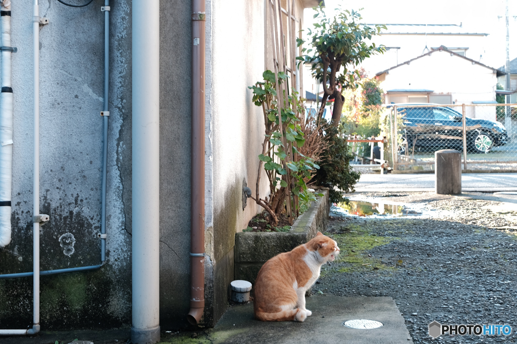 鳴く猫