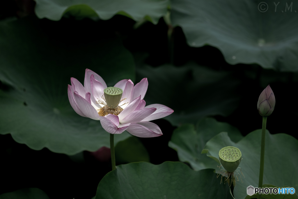 LOTUS2