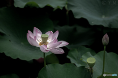 LOTUS2