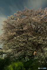 夜桜