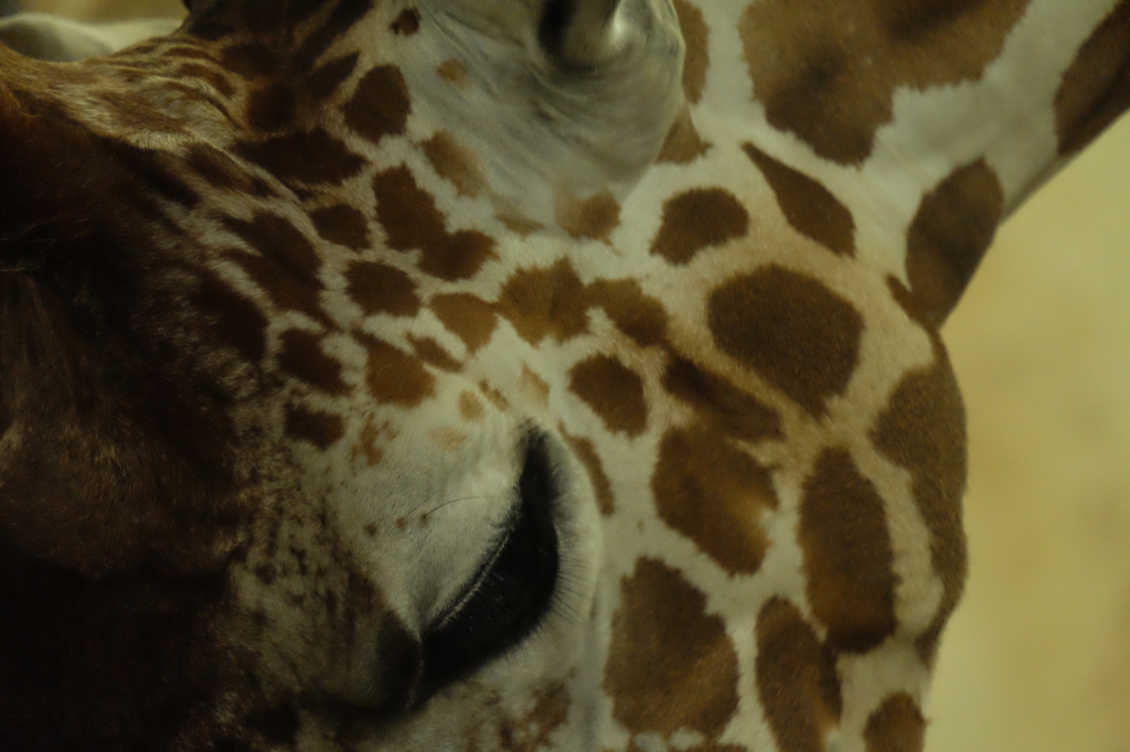 上野動物園9