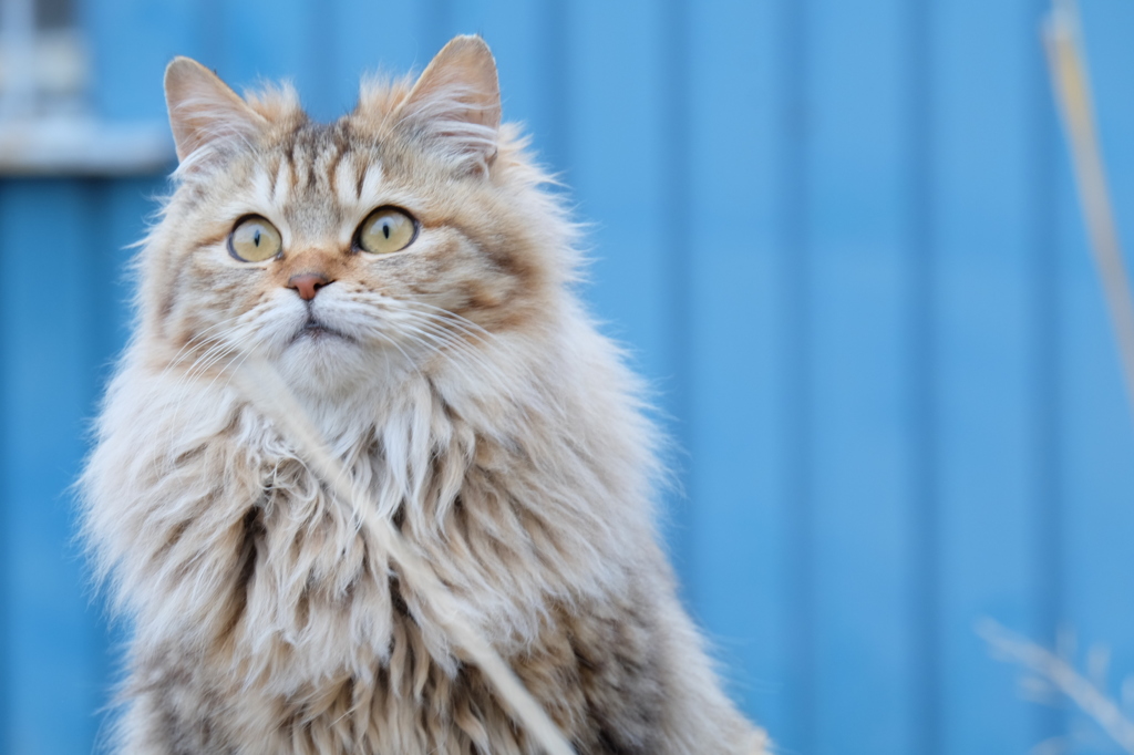 近所の野良猫10