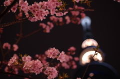 東京スカイツリー14 河津桜夜景(桜にピント)