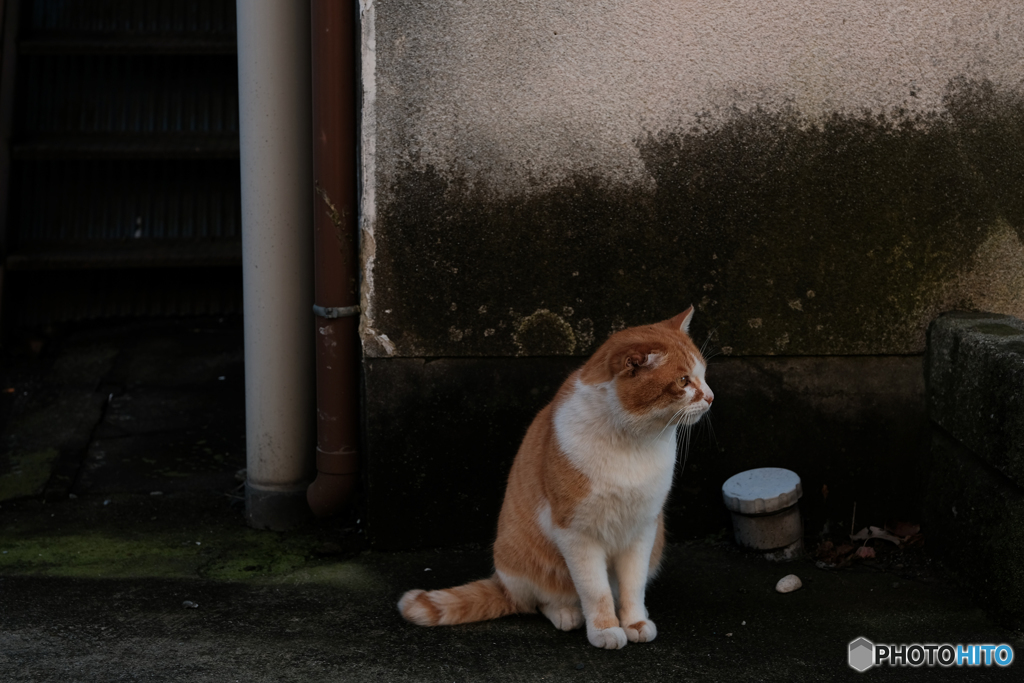 壁の前に立つ猫