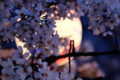 夜桜(桜にピント)
