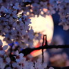 夜桜(桜にピント)