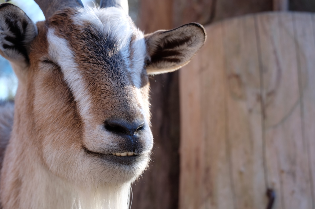 1月の上野動物園 いい笑顔のヤギ