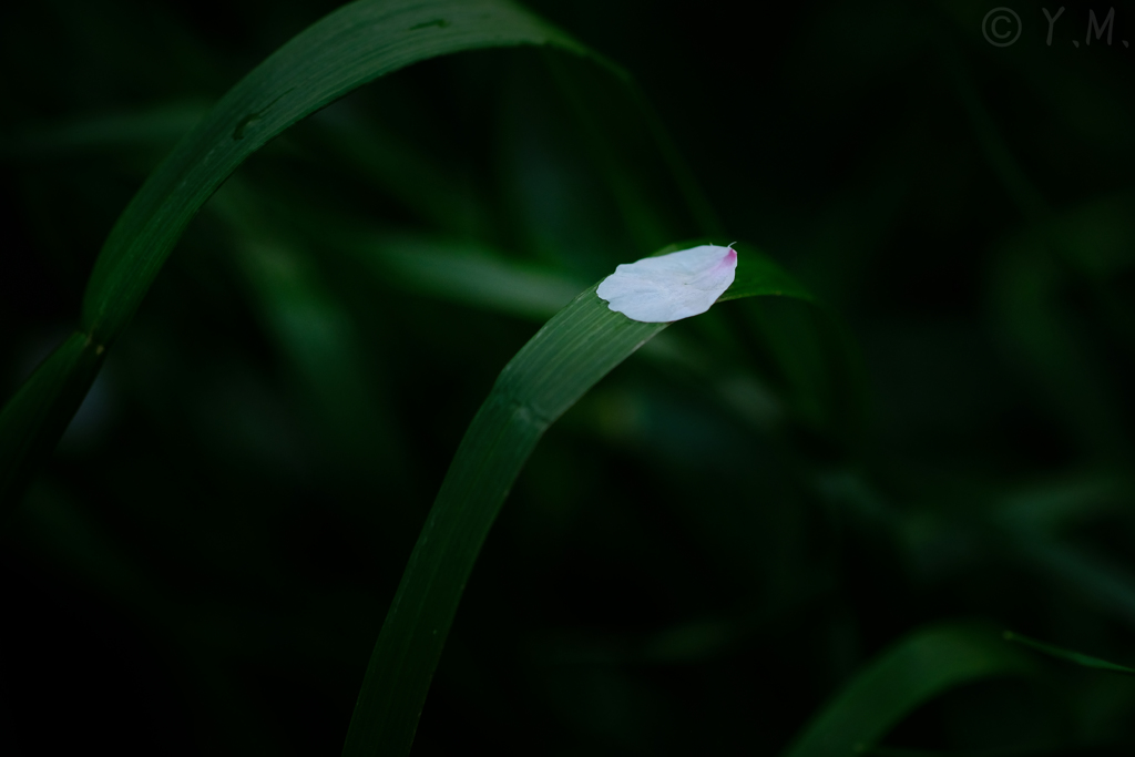 葉に落ちた花びら