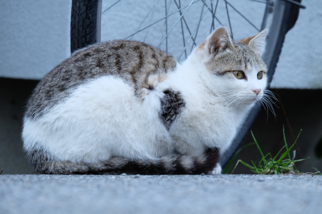 近所の野良猫6