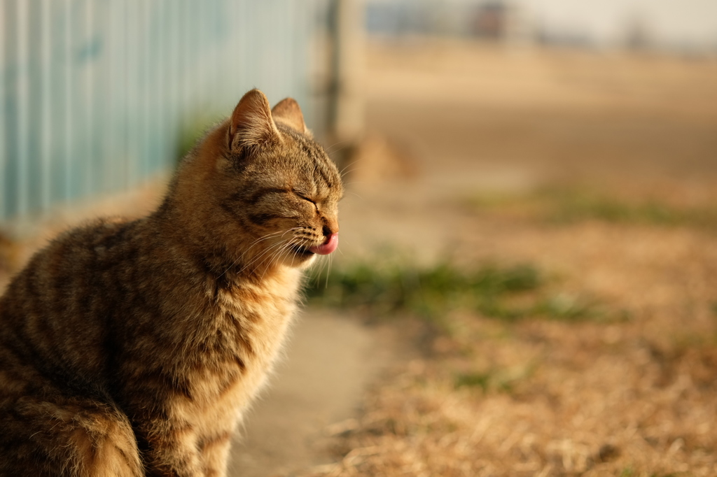 近所の野良猫17