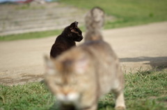 近所の野良猫45 すれ違い