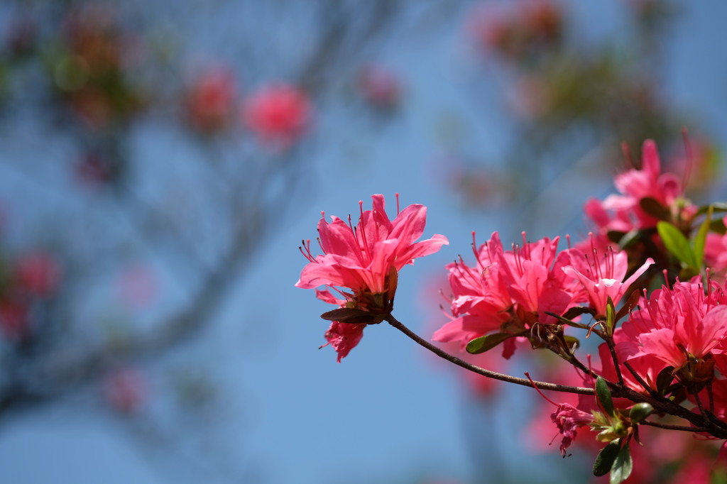 つつじが岡公園のつつじ2