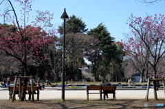 上野公園の昼下がり