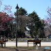 上野公園の昼下がり