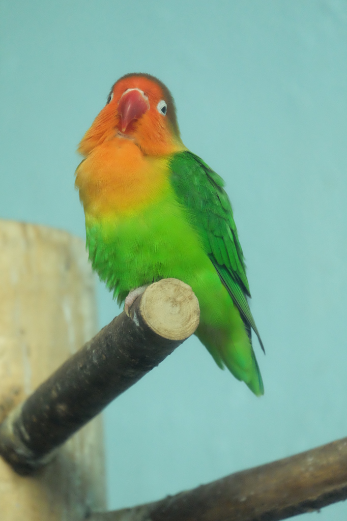 上野動物園2
