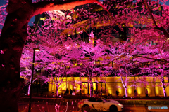 東京ミッドタウンの桜ライトアップ1
