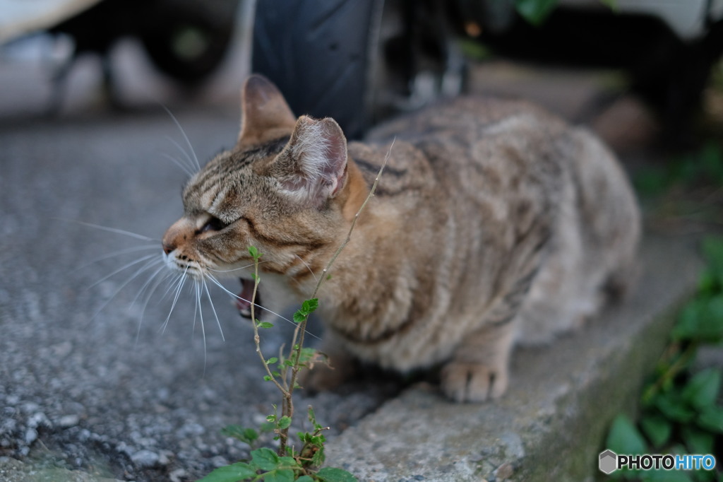 近所の野良猫49