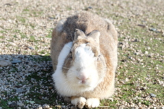 大久野島のうさぎたち4 寝そべると長い胴体2