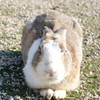 大久野島のうさぎたち4 寝そべると長い胴体2